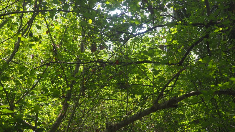 wwellend-reethi-beach-maldives