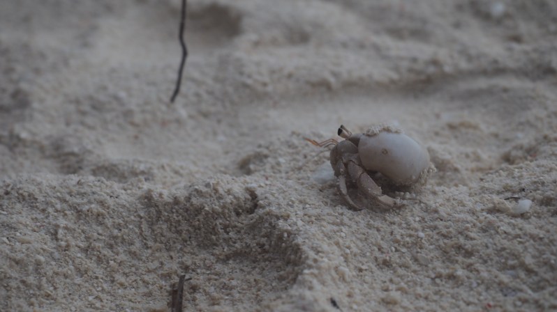 reethi-beach-wwellend-maldives
