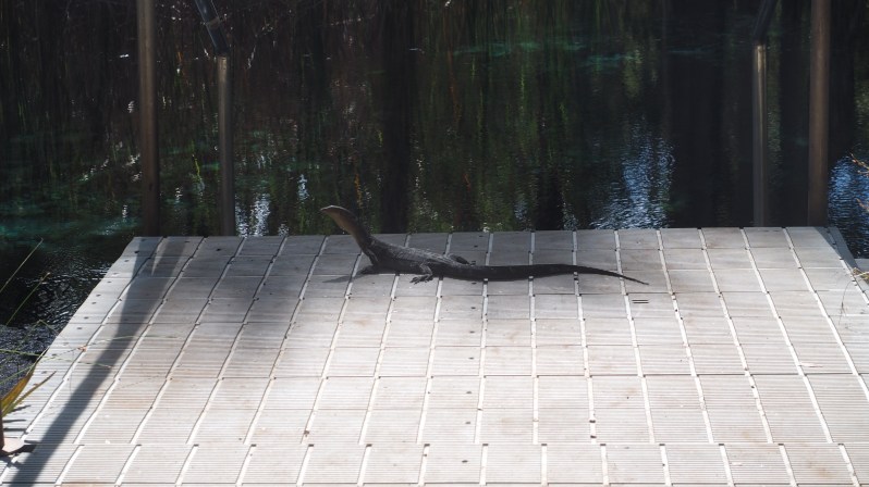 bitter-springs-mataranka-katherine