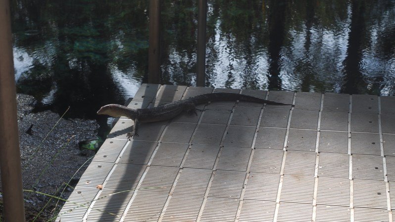 bitter-springs-mataranka-katherine