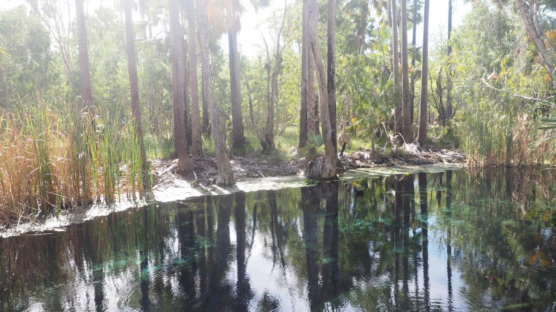 bitter-springs-mataranka-katherine