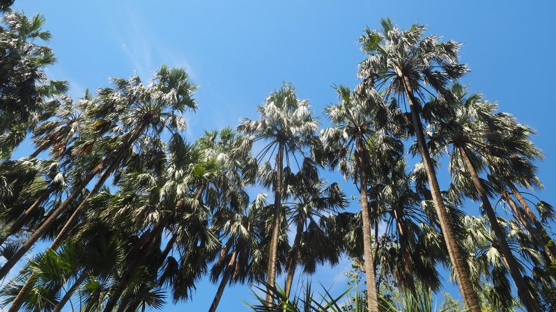 mataranka-thermal-springs-katherine