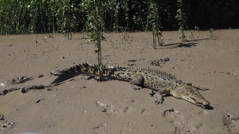 adelaide-river-darwin-crocodile