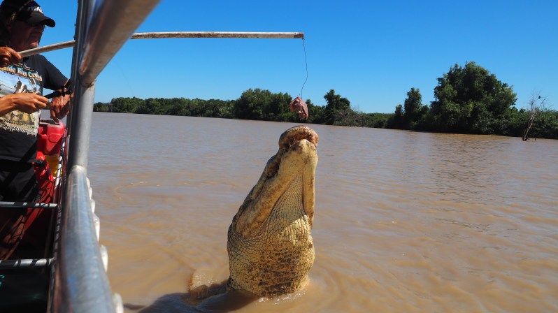 adelaide-river-darwin-crocodile