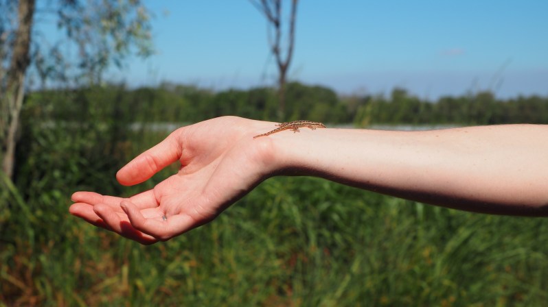 adelaide-river-darwin-crocodile