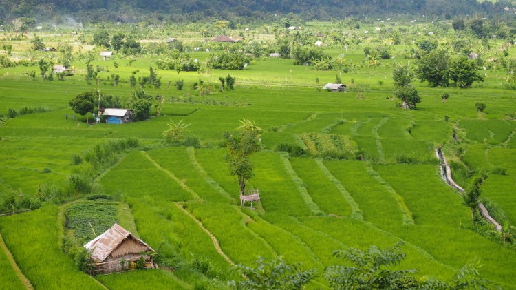east-bali-rice-field
