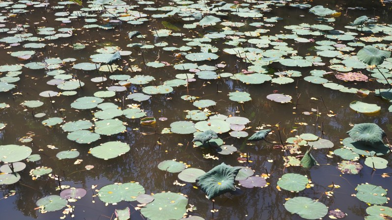 pura-saraswati-bali-ubud