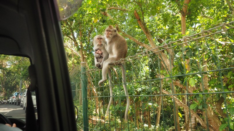bali-ubud-indonesia-monkey