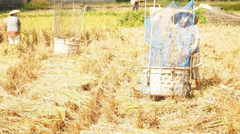 ubud-bali-indonesia-rice