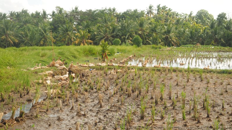ubud-bali-indonesia-rice