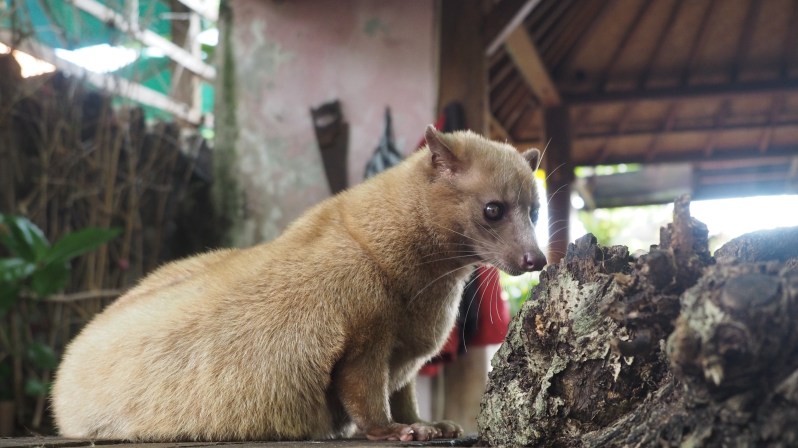 tanah-lot-sunset-bali