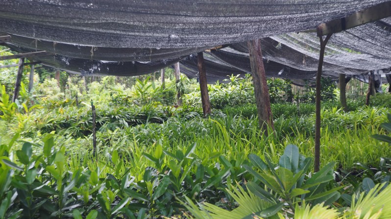 soneva-kiri-kohkood-thailand