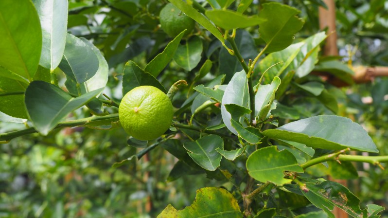 soneva-kiri-kohkood-thailand