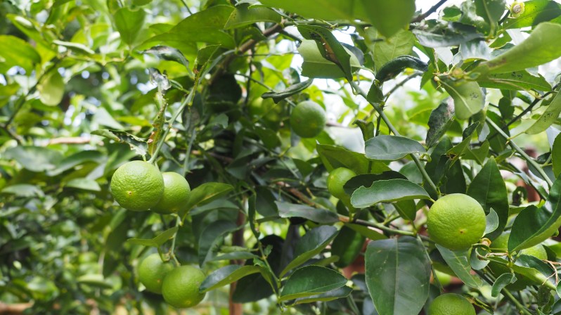 soneva-kiri-kohkood-thailand