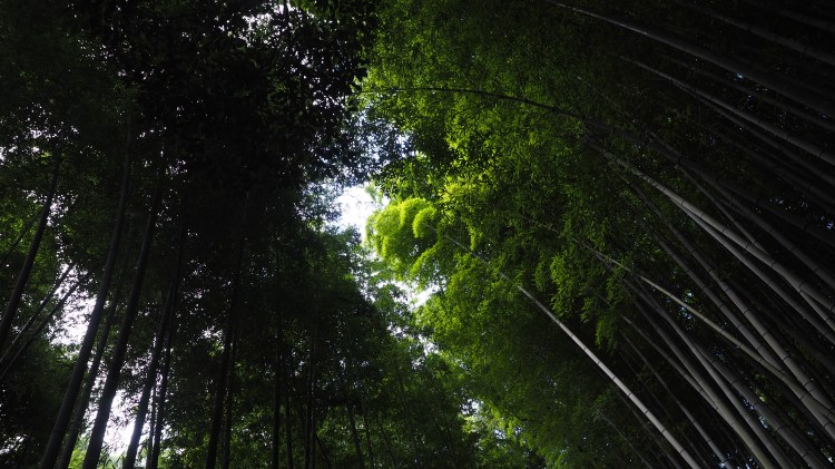 kyoto-arashiyama-bamboo-japan