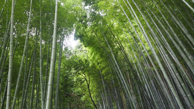 kyoto-arashiyama-bamboo-japan