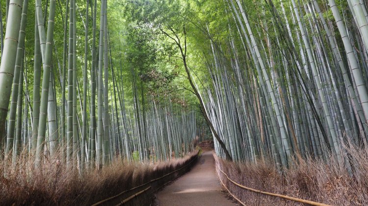kyoto-arashiyama-bamboo-japan