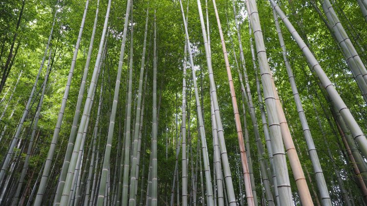 kyoto-arashiyama-bamboo-japan