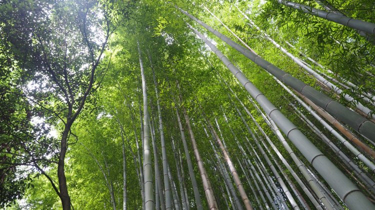 kyoto-arashiyama-bamboo-japan