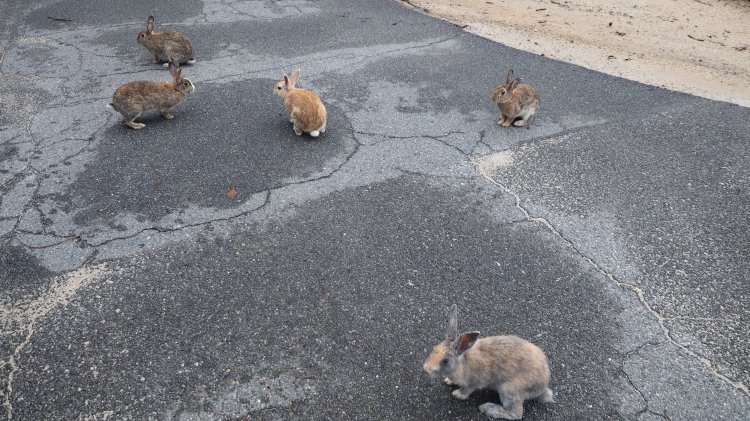okunoshima-bunny-island-japan