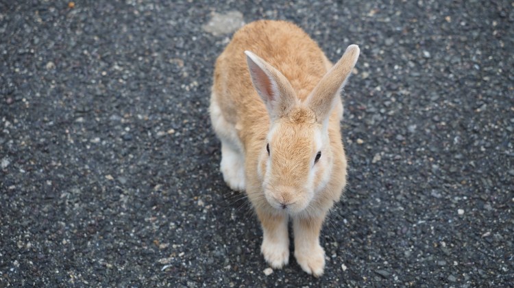 okunoshima-bunny-island-japan