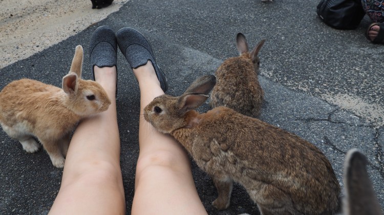 okunoshima-bunny-island-japan