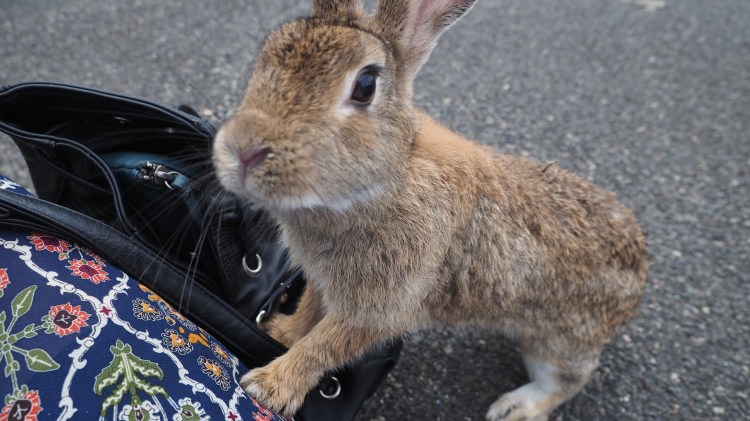 okunoshima-bunny-island-japan