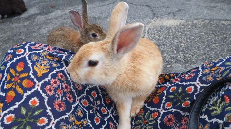 okunoshima-bunny-island-japan