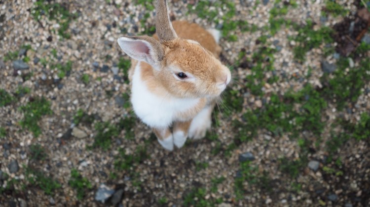 okunoshima-bunny-island-japan