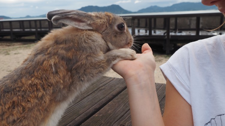 okunoshima-bunny-island-japan