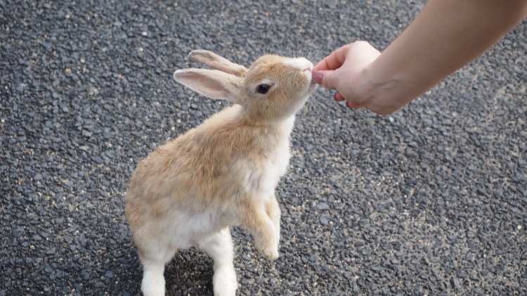 okunoshima-bunny-island-japan