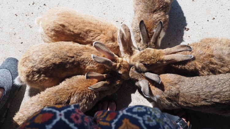 okunoshima-bunny-island-japan