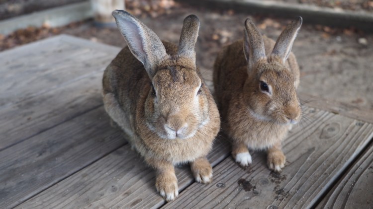 okunoshima-bunny-island-japan