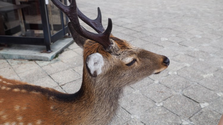 Itsukushima-miyajima-hiroshima-japan