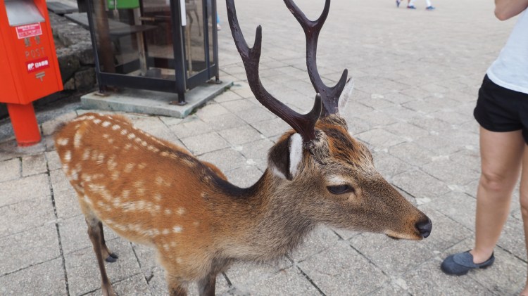 Itsukushima-miyajima-hiroshima-japan