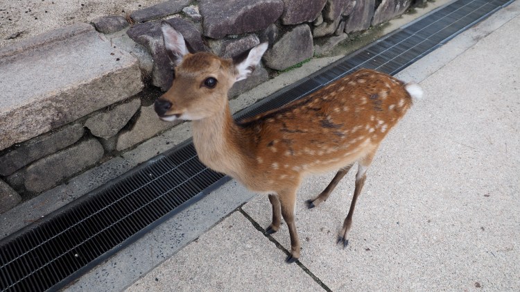Itsukushima-miyajima-hiroshima-japan