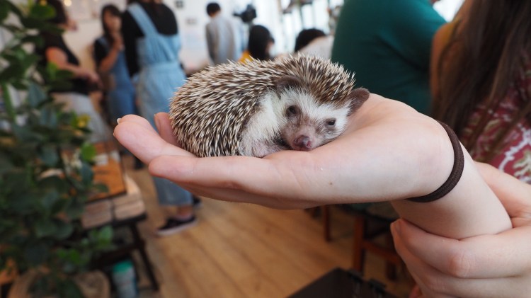 harrys-hedgehog-cafe-tokyo-japan