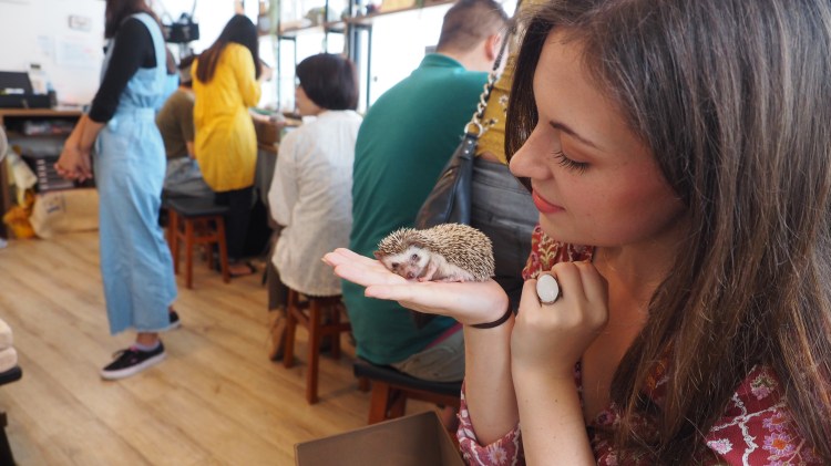 harrys-hedgehog-cafe-tokyo-japan