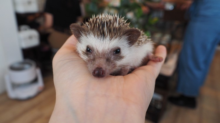 harrys-hedgehog-cafe-tokyo-japan