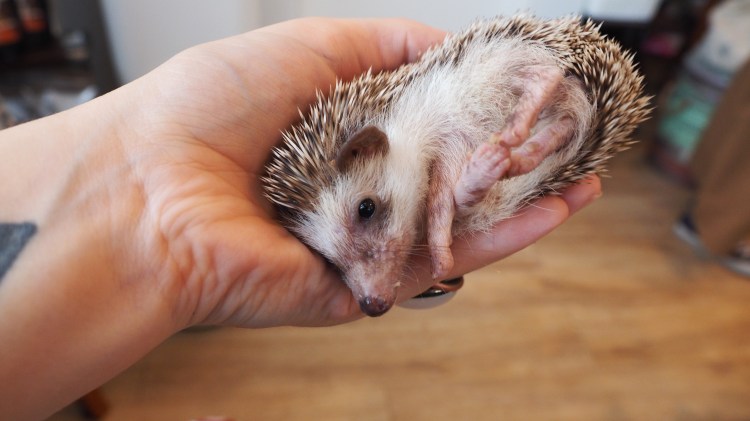 harrys-hedgehog-cafe-tokyo-japan