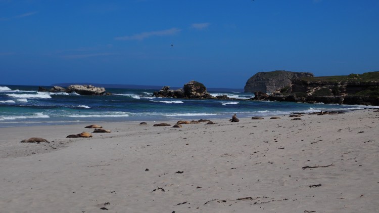 seal-bay-australia-kangaroo-island