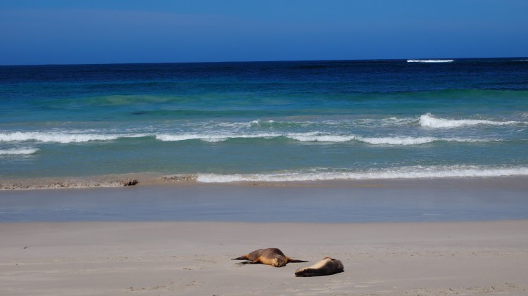 seal-bay-australia-kangaroo-island
