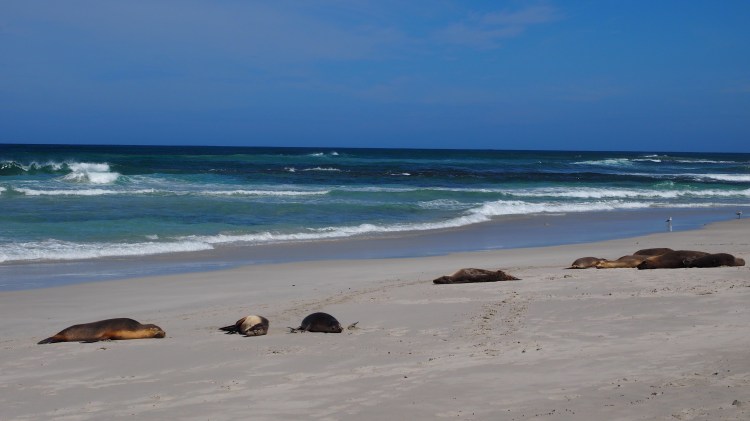 seal-bay-australia-kangaroo-island