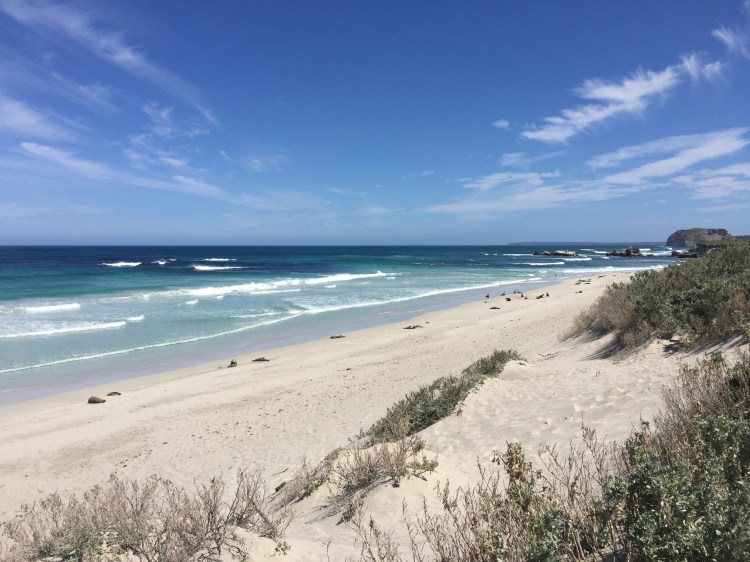 seal-bay-australia-kangaroo-island