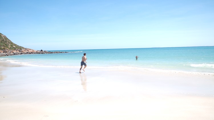 dolphin-marion-bay-south-australia