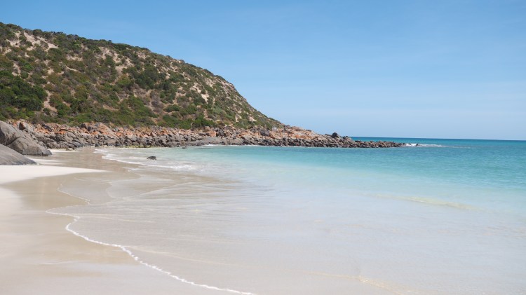 dolphin-marion-bay-south-australia