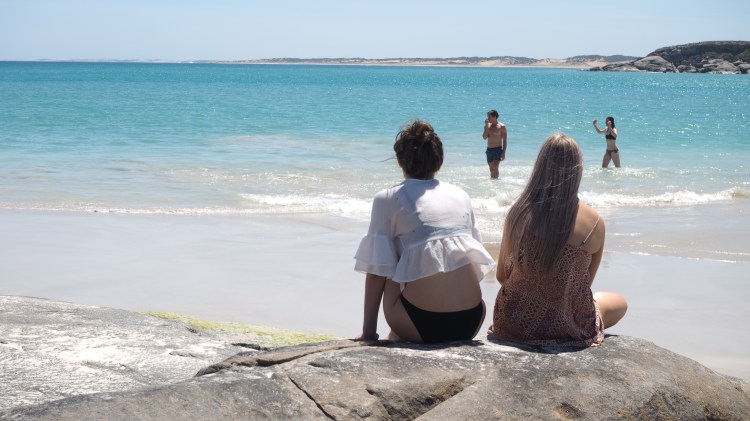 dolphin-marion-bay-south-australia