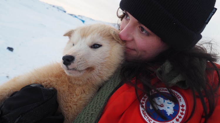 sisimiut-greenland-dog-sled