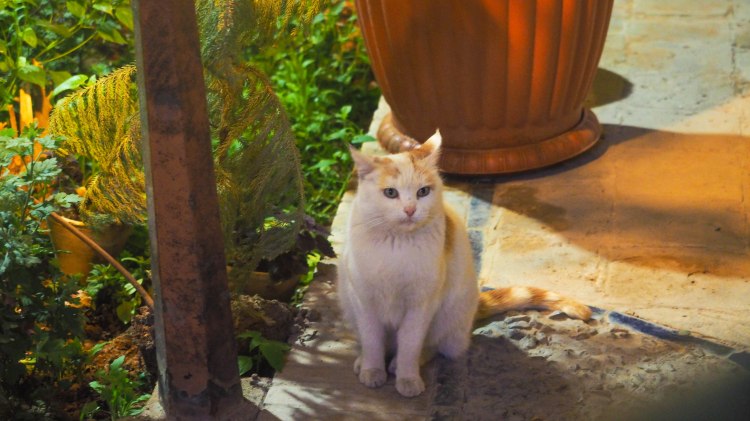 yazd-travel-blog-iran-solo-backpack-guide