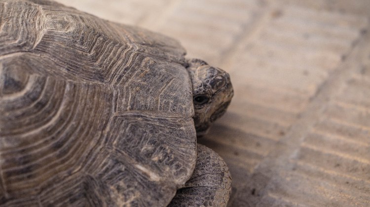 yazd-travel-blog-iran-solo-backpack-guide